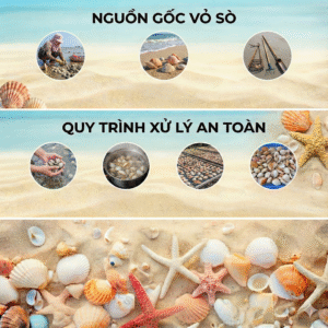 Nguồn gốc vỏ sò, quy trình xử lý an toàn & tiêu chuẩn bền vững
